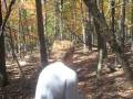 videos de A Walk in the Woods!
