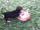 my dugz