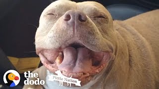 Pit Bull Goes From Backyard Breeding to the Life of a Spoiled Princess | The Dodo Pittie Nation by The Dodo