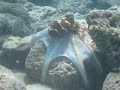 Amazing Maldivian Octopus
