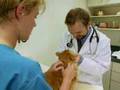 title="Veterinarians