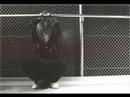 Kaoru - Larger Than Life