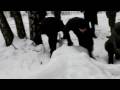 The team from dragonart.ru making a dragon sculpture from snow. Music - Helavisa (Windmill), Dragon.
