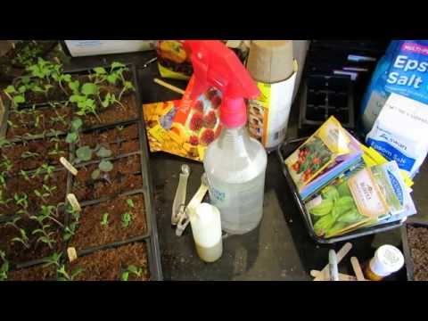 how to kill fungus on vegetable plants