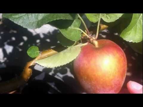 how to grow espalier fruit trees