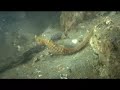 Hippocampus and friends