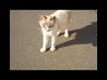 にーにーにーにーにーにー