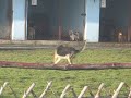 Kora Kora