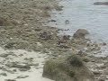 Birds @ Devonshire Beach