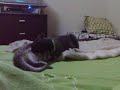 July  vs Romeo II.mp4