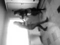 videos de morgane vs laetitia
