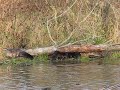 River Otter