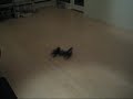 Test af HBX MAX Buggy XTi Test af HBX MAX Buggy XTi