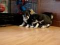 videos de MJ Chihuahuas www.mjchihuahuas.com