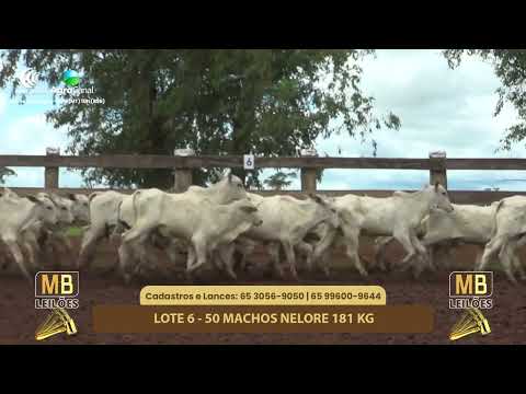 528� LEIL�O VIRTUAL MB LEIL�ES