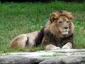 lions-vs-hyenas.html