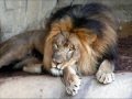 African Lions 2