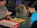 keeshond erger je niet