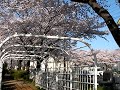 sakura tokumaru 2008 mar. 29 sakura tokumaru 2008 mar. 29