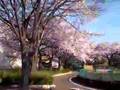 sakura tokumaru 2008 mar. 29