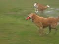 Hunde am Deich Hunde am Deich