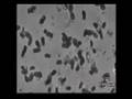 Rotifer Cloning