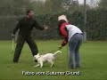 Weisser Sch�ferhund vom Sutumer Grund