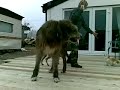 Wolfhound Plays with Pals