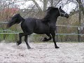horses friesians what a beautiful breed horses friesians what a beautiful breed