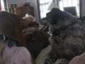 Basset hound Love  Nasal Cancer Cancers