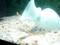 le-mie-trachemysguppy-e-coridoras.html