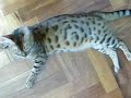 Cat Attack - Bengal cat attacks film maker Cat Attack - Bengal cat attacks film maker