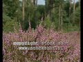 Heather flowering  in Veluwe National Park
