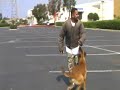 Dog Training in Los Angeles