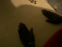 The african coin trick!