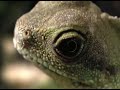walking with dinosaurs sp 1 the ballad of big al  2 of 3 