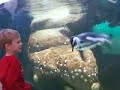 Penguin at California Academy of Sciences, San Franciso