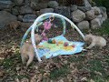 sept 28 GoldRocks Cody and Bean pups on Sept 28 2007