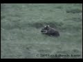 Bear Cub vs Dirt Clod
