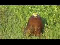 Bird poops on Capivara
