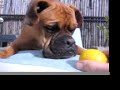 Oscar the Boxer picks a Lemon