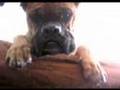 Bóxer video