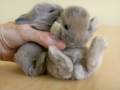 Maddie's Grandbunnies aged 2 weeks
