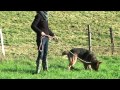Tito - Deutscher Schäferhund