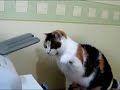 Chat contre Imprimante Chat contre Imprimante