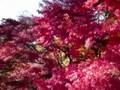 高尾山の紅葉３：山頂散策[高画質]３