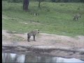 11.24.07 5.03am 3 unsual acting hyena at the waterhole 11.24.07 5.03am 3 unsual acting hyena at the waterhole