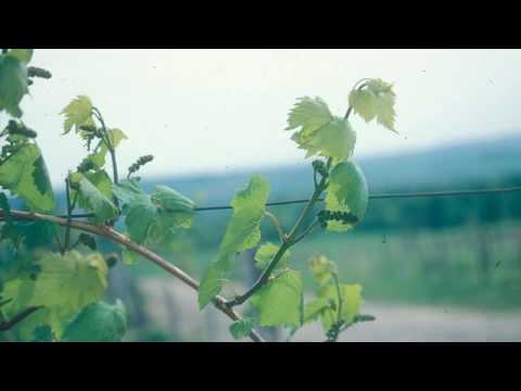 how to trim grape vines