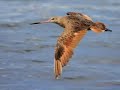 Birds in Flight - Flying Without Wings