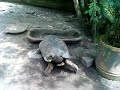 La tortuga de Nueva Cajamarca con su  lechuguita- Peru